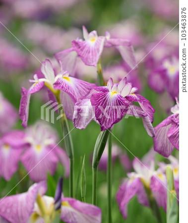 美麗的日本鳶尾（日本鳶尾） 103463876
