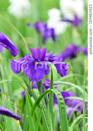 Beautiful Japanese iris (Japanese iris) Beautiful Japanese iris (Japanese iris) 103463921