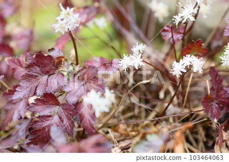 Seri bauren flowers Seri bauren flowers 103464063