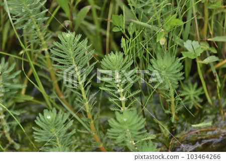Giant parrotfish with small white flowers 103464266
