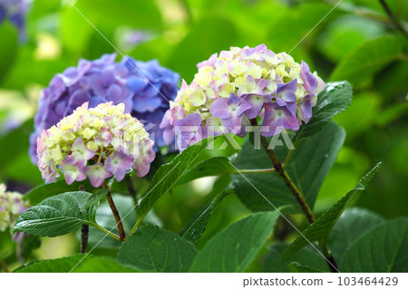 雨季圖像(帶雨滴的繡球花) 雨季圖像(帶雨滴的繡球花) 103464429