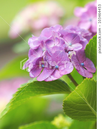 Rainy season image (hydrangea with raindrops) Rainy season image (hydrangea with raindrops) 103464453