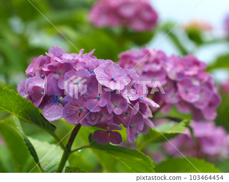 Rainy season image (hydrangea with raindrops) Rainy season image (hydrangea with raindrops) 103464454
