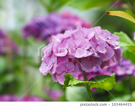 Rainy season image (hydrangea with raindrops) Rainy season image (hydrangea with raindrops) 103464455