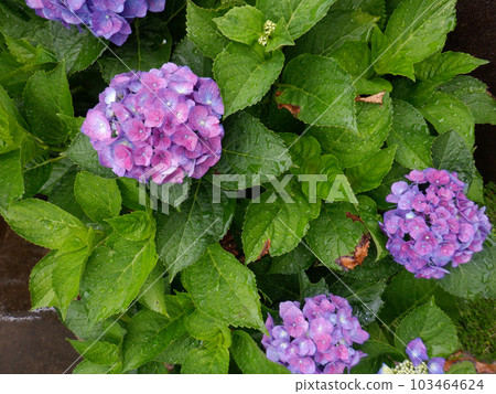 hydrangea, bloom, blossom 103464624