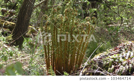 Forest where Oshida grows 103464714