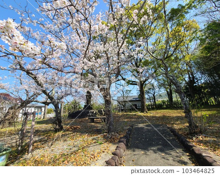 Noma Seki Ruins, when the cherry blossoms bloom, Izumi City, Kagoshima Prefecture 103464825