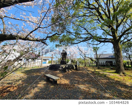 Noma Seki Ruins, when the cherry blossoms bloom, Izumi City, Kagoshima Prefecture 103464826