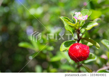 金針菇水果 金針菇水果 103464901