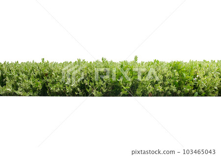 Pedilanthus tithymaloides plant , An erect shrub, 103465043