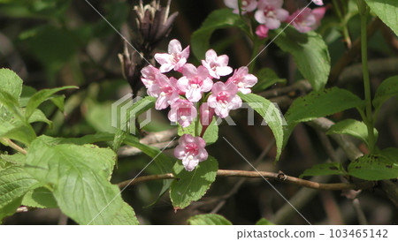 Valley deutzia flower Valley deutzia flower 103465142