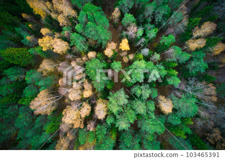 Above aerial shot of green pine forests and yellow foliage groves with beautiful texture of golden treetops. Beautiful fall season scenery in evening. Mountains in autumn colors in golden time 103465391
