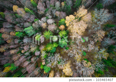 Above aerial shot of green pine forests and yellow foliage groves with beautiful texture of golden treetops. Beautiful fall season scenery in evening. Mountains in autumn colors in golden time Above aerial shot of green pine forests and yellow foliage groves with beautiful texture of golden treetops. Beautiful fall season scenery in evening. Mountains in autumn colors in golden time 103465407