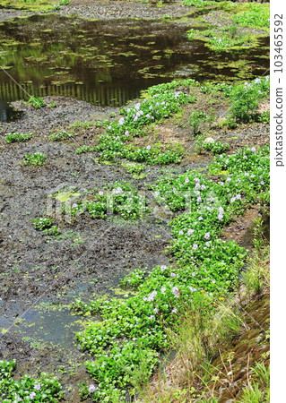 Water hyacinth flowers growing in clusters in the pond 103465592