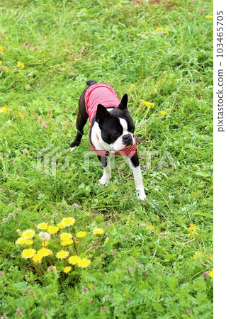 穿著紅色條紋襯衫的波士頓梗犬在盛開的蒲公英田中凝視著里山♡Mighty-kun 穿著紅色條紋襯衫的波士頓梗犬在盛開的蒲公英田中凝視著里山♡Mighty-kun 103465705