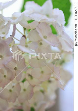 Hydrangea 1137 103465900