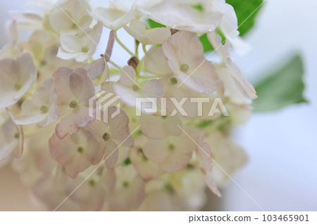 繡球1138 繡球1138 103465901