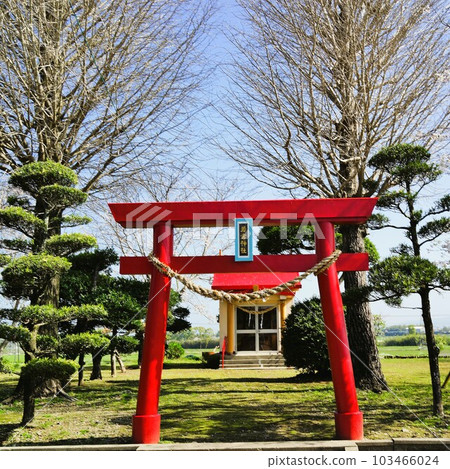 若宮神社，櫻花盛開時，鹿兒島縣和泉市高野町中里 103466024