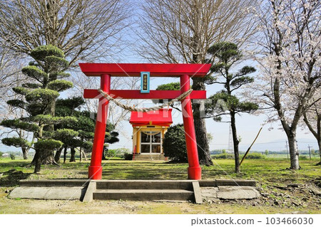 若宮神社，櫻花盛開時，鹿兒島縣和泉市高野町中里 103466030