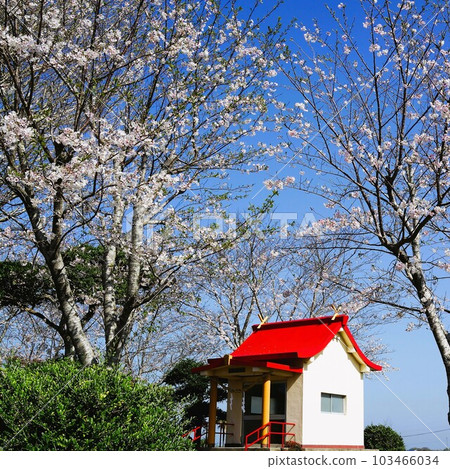 若宮神社，櫻花盛開時，鹿兒島縣和泉市高野町中里 103466034