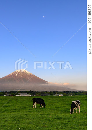 Asagiri Plateau, Meadow and Red Mt.Fuji at dusk Asagiri Plateau, Meadow and Red Mt.Fuji at dusk 103466295