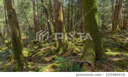 富士山腳下深林中的青木原樹海（苦惱和迷路的形象） 103466438