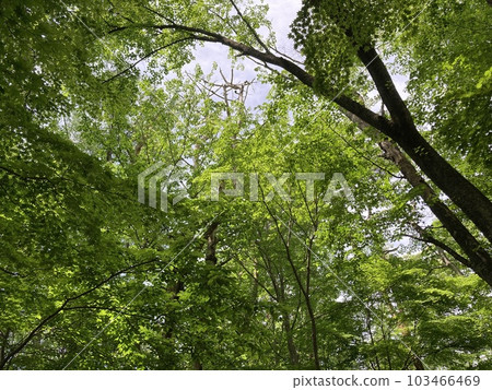 初夏的公園，散發著嫩葉的香氣 103466469