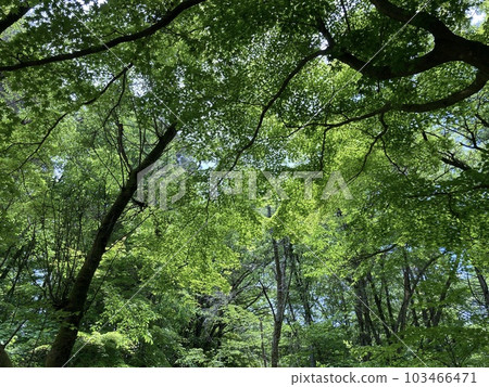 A park in early summer with the scent of young leaves A park in early summer with the scent of young leaves 103466471