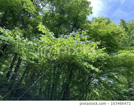 A park in early summer with the scent of young leaves A park in early summer with the scent of young leaves 103466472