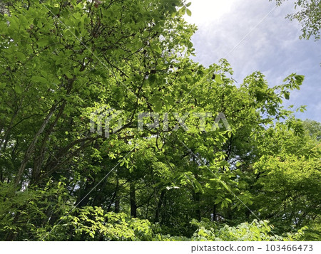 A park in early summer with the scent of young leaves A park in early summer with the scent of young leaves 103466473