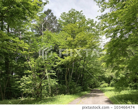 A park in early summer with the scent of young leaves A park in early summer with the scent of young leaves 103466474