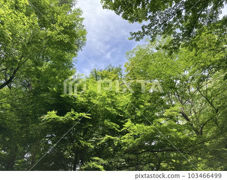 初夏的公園,散發著嫩葉的香氣 初夏的公園,散發著嫩葉的香氣 103466499
