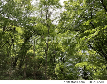 初夏的公園,散發著嫩葉的香氣 初夏的公園,散發著嫩葉的香氣 103466501