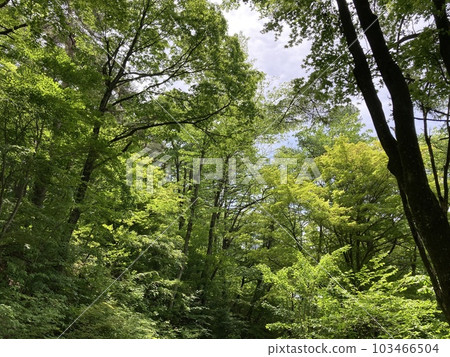 A park in early summer with the scent of young leaves A park in early summer with the scent of young leaves 103466504