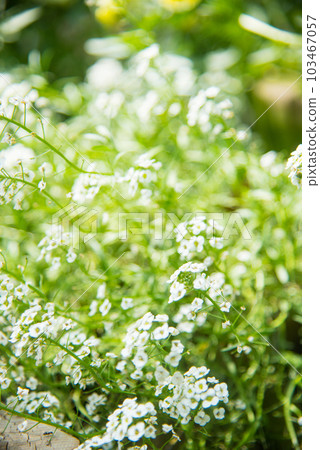 《神戶市》山中植物園布引藥草園/ 《神戶市》山中植物園布引藥草園/ 103467057
