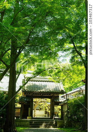 初夏的清嚴寺（滋賀縣米原市，2022年5月） 103467317