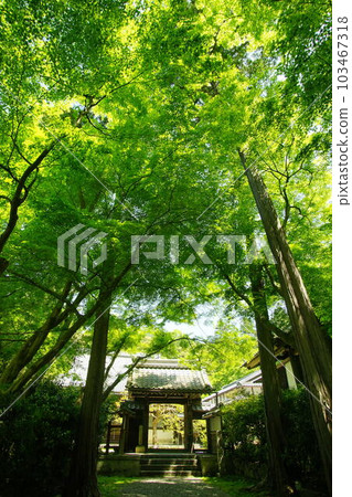 初夏的清嚴寺(滋賀縣米原市,2022年5月) 初夏的清嚴寺(滋賀縣米原市,2022年5月) 103467318