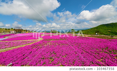 Moss phlox in full bloom on the Chausuyama Plateau 103467358