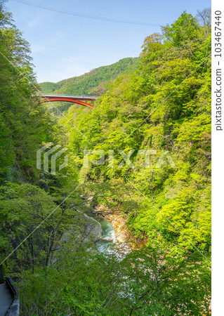 Oyasukyo 大噴泉 春天的新綠 103467440