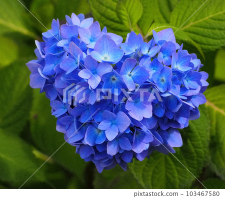 A hydrangea that looks a little like a heart 103467580