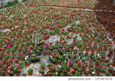 Rows of balsam seedling. Lots of balsamine bushes in plastic pots. Rows of balsam seedling. Lots of balsamine bushes in plastic pots. 103467670
