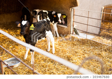 Calves with ear tags standing in plastic calf hutch in livestock barn on farm Calves with ear tags standing in plastic calf hutch in livestock barn on farm 103467680