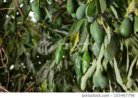 Green avocados hanging on leafy tree 103467796