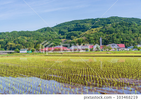 [靜岡縣] Tanna盆地的水稻種植後的稻田和乳製品王國的Oratche 103468219