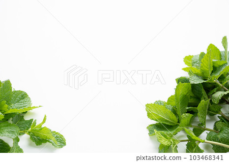 白色背景上的薄荷 白色背景上的薄荷 103468341