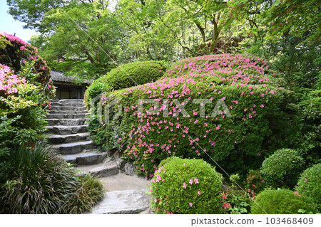 五月花盛開的京都市四仙堂中式庭園 103468409