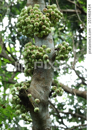 Natural plant: Giraffe loquat, fruits clinging to the trunk of a large tree so tall you can look up 103468434