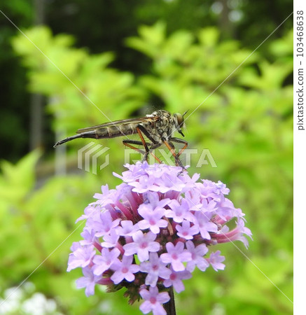 擱在“Willow Hanagasa”之花上的“Magarykemushihiki (♀)” 103468638