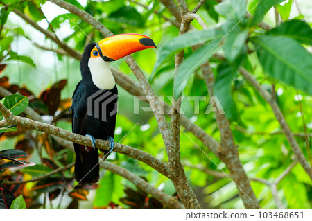 A single toucan caught my attention 103468651