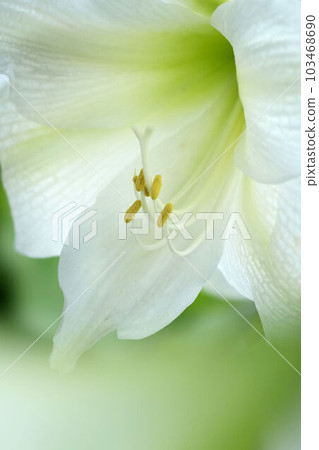 amaryllis snow white 103468690